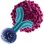 T-Cell-Engager-Therapeutics-Summit Icon